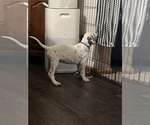 Small #3 Dalmatian