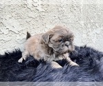 Small Photo #16 Shih Tzu Puppy For Sale in HAYWARD, CA, USA