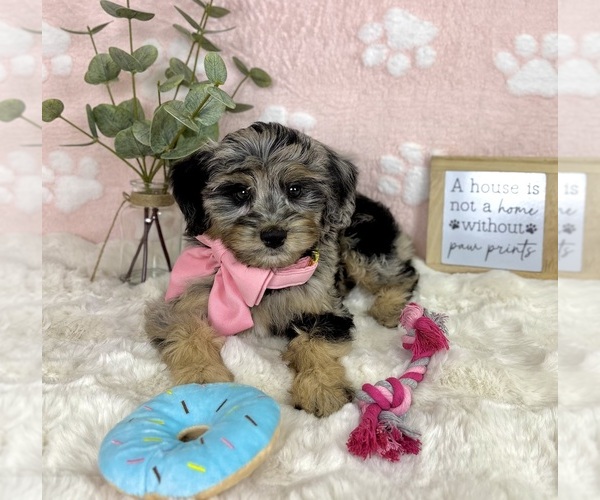 Medium Photo #4 Bernedoodle (Miniature) Puppy For Sale in NOBLESVILLE, IN, USA
