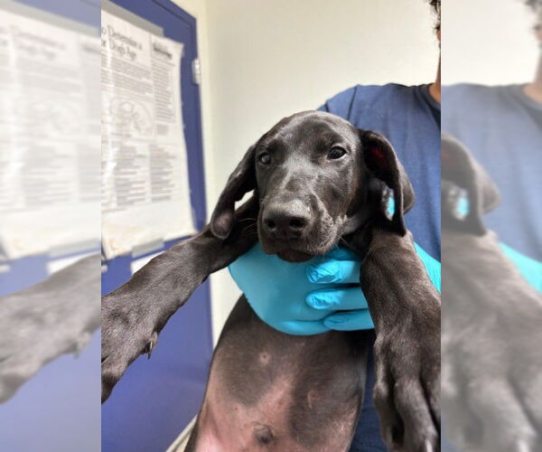 Medium Photo #1 Doberman Pinscher-Unknown Mix Puppy For Sale in Bakersfield, CA, USA