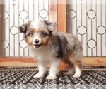 Small Photo #4 Aussiedoodle Toy Puppy For Sale in NAPLES, FL, USA