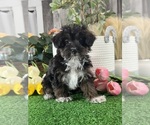 Image preview for Ad Listing. Nickname: Oliver