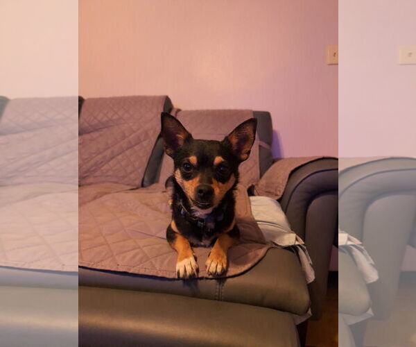 Medium Photo #1 Chiweenie Puppy For Sale in Bandera, TX, USA