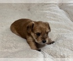 Puppy Charlie Yorkshire Terrier