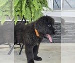 Small #5 Newfoundland