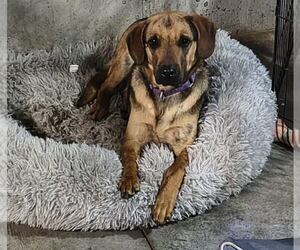 Ma Dawgs : Max - Male German Shepherd Dog-Unknown Mix Dog for Adoption - Photo #4