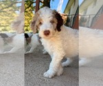 Small Photo #3 Australian Shepherd-Unknown Mix Puppy For Sale in Sandy, UT, USA