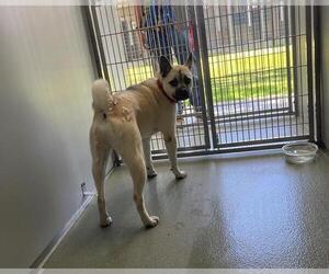 Medium Pug-Siberian Husky Mix
