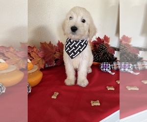 Goldendoodle Puppy for Sale in GALT, California USA