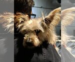 Small #5 Silky Terrier Mix