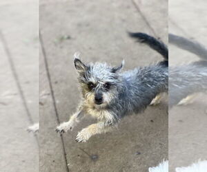 Mutt Dogs for adoption in Dana Point, CA, USA