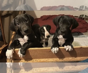 Great Dane Puppy for sale in RANCHO CORDOVA, CA, USA