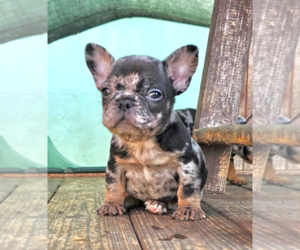 French Bulldog Puppy for sale in VIRGINIA BEACH, VA, USA