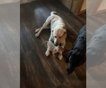 Small #8 Labrador Retriever