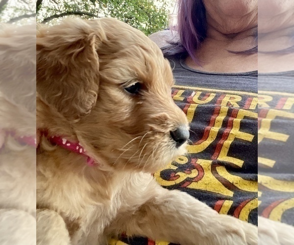 Medium Photo #2 Goldendoodle Puppy For Sale in GIBBON, NE, USA