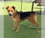 Small #1 German Shepherd Dog