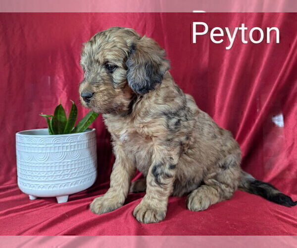 Medium Photo #2 Bernedoodle Puppy For Sale in CANON CITY, CO, USA