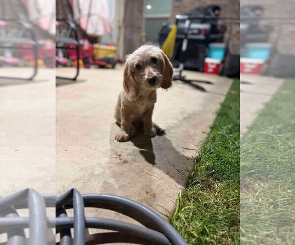 Medium Photo #3 Bassetoodle Puppy For Sale in Grafton, WI, USA