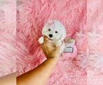 Puppy Puppy 5 Poodle (Toy)