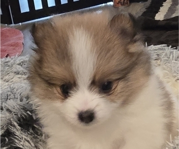 Medium Photo #2 Pomeranian Puppy For Sale in MENIFEE, CA, USA