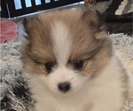 Small Photo #2 Pomeranian Puppy For Sale in MENIFEE, CA, USA