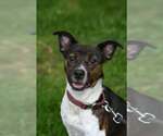 Small Pointer Mix