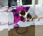 Small #1 English Springer Spaniel