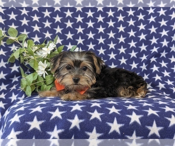 Medium Photo #4 Yorkshire Terrier Puppy For Sale in LINCOLN UNIVERSITY, PA, USA