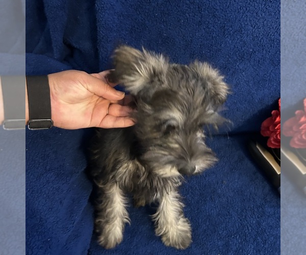 Medium Photo #22 Schnauzer (Miniature) Puppy For Sale in BRIDGETON, NJ, USA