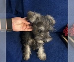 Small #21 Schnauzer (Miniature)