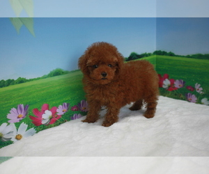 Poodle (Toy) Puppy for sale in BECKWOURTH, CA, USA