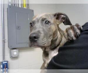 American Pit Bull Terrier-Unknown Mix Dogs for adoption in Pasadena, TX, USA