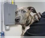 Small American Pit Bull Terrier Mix