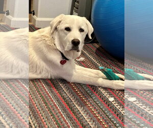Colette - Female Akbash-Great Pyrenees Mix Dog for Adoption - Photo #7
