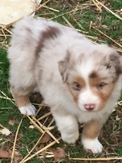 Australian Shepherd Puppy for sale in LOGANVILLE, GA, USA