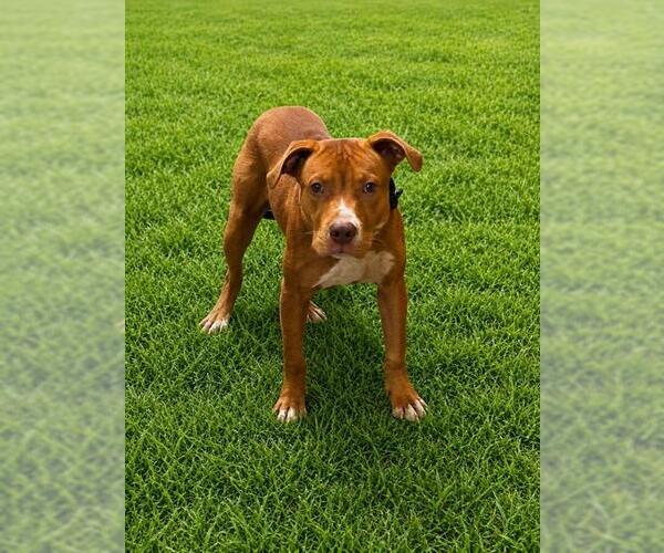Medium Photo #1 Mutt Puppy For Sale in Forestville, MD, USA