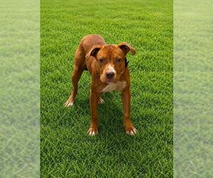 Mutt Dogs for adoption in Forestville, MD, USA