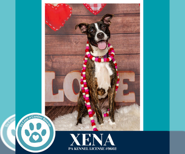 Medium Photo #7 Boxer-Unknown Mix Puppy For Sale in Kimberton, PA, USA