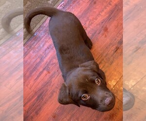 Labrador Retriever Puppy for sale in NEVADA CITY, CA, USA