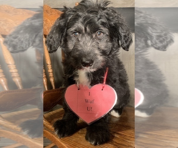 Medium Photo #12 F2 Aussiedoodle Puppy For Sale in ARBA, IN, USA