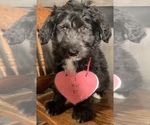 Small Photo #12 F2 Aussiedoodle Puppy For Sale in ARBA, IN, USA