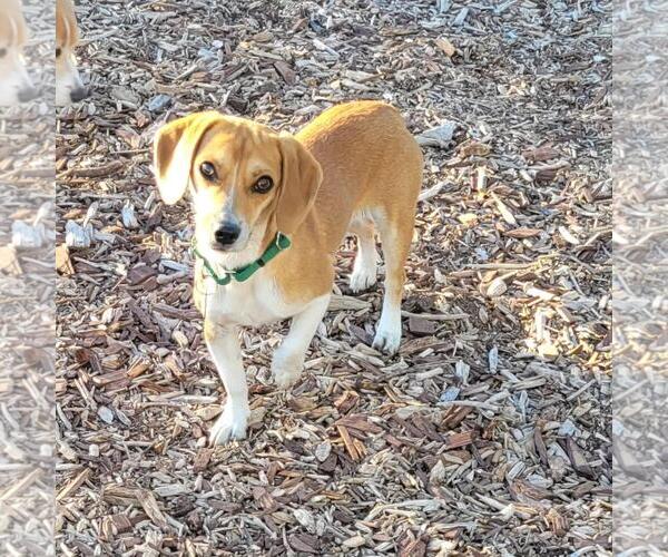 Medium Photo #4 Doxle Puppy For Sale in Las Vegas, NV, USA