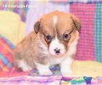 Small Photo #10 Pembroke Welsh Corgi Puppy For Sale in BURTRUM, MN, USA