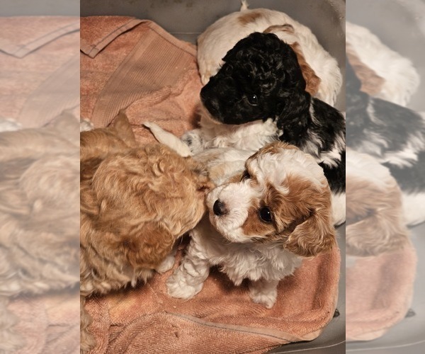 Medium Photo #1 Poodle (Toy) Puppy For Sale in NORTH VERNON, IN, USA