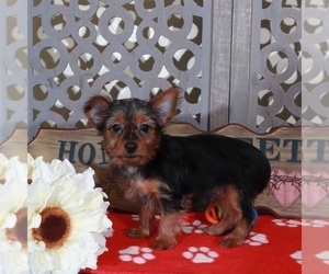 Yorkshire Terrier Puppy for sale in MOUNT VERNON, OH, USA