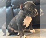 Small #8 American Bully