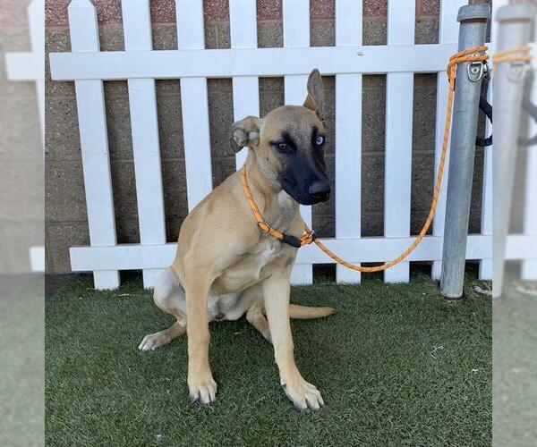 Medium Photo #1 Mutt Puppy For Sale in Modesto, CA, USA