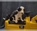 Small Photo #194 Border Collie Puppy For Sale in NORBORNE, MO, USA