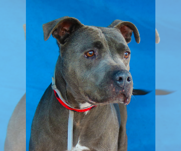 Medium Photo #2 Mutt Puppy For Sale in Pasadena, CA, USA