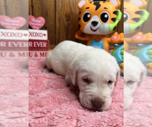 Medium Photo #11 Labrador Retriever Puppy For Sale in NEOLA, WV, USA